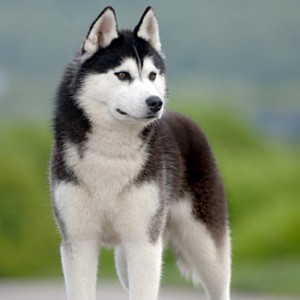 Some Terrier Dogs That You Would Find Interesting